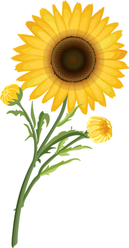 Beautiful Flowers - 1075304025 (261x500)