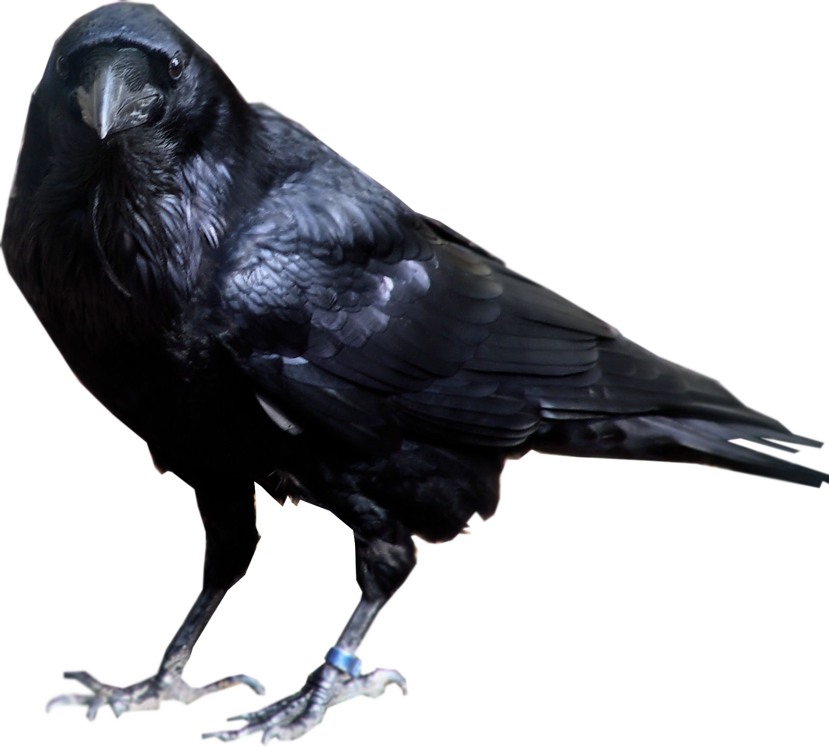 Raven White Background High-quality Image - Crow Png (1630x1468)