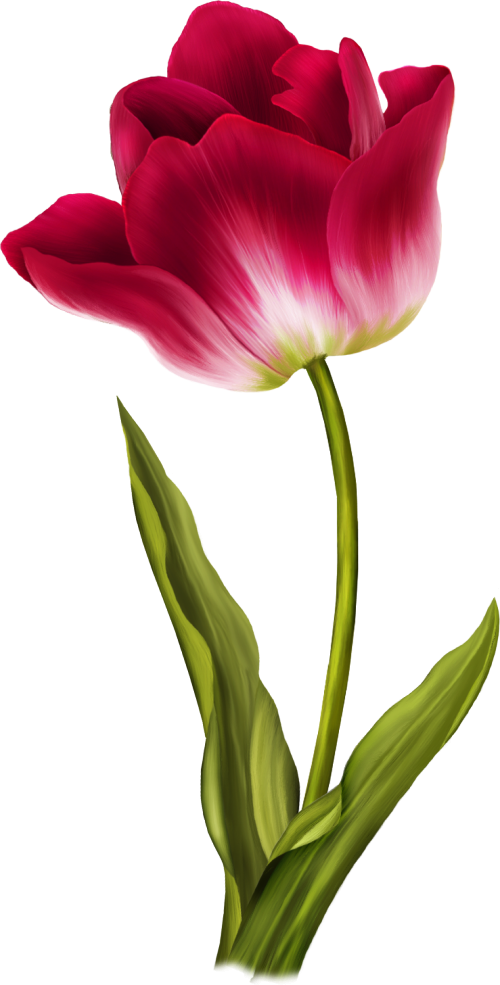 Tulip Png Image - Tulip Png (500x985)