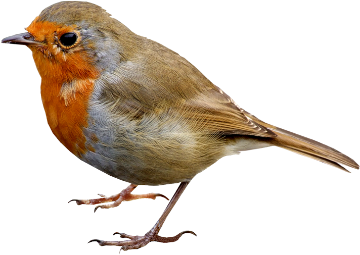 Bird Png Clipart Image Gallery Yoville High Quality - Png Animals (800x533)