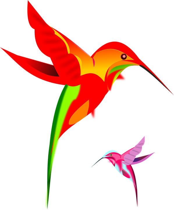 Flying Parrot Clipart 23, - Desenho De Beija Flor (598x720)
