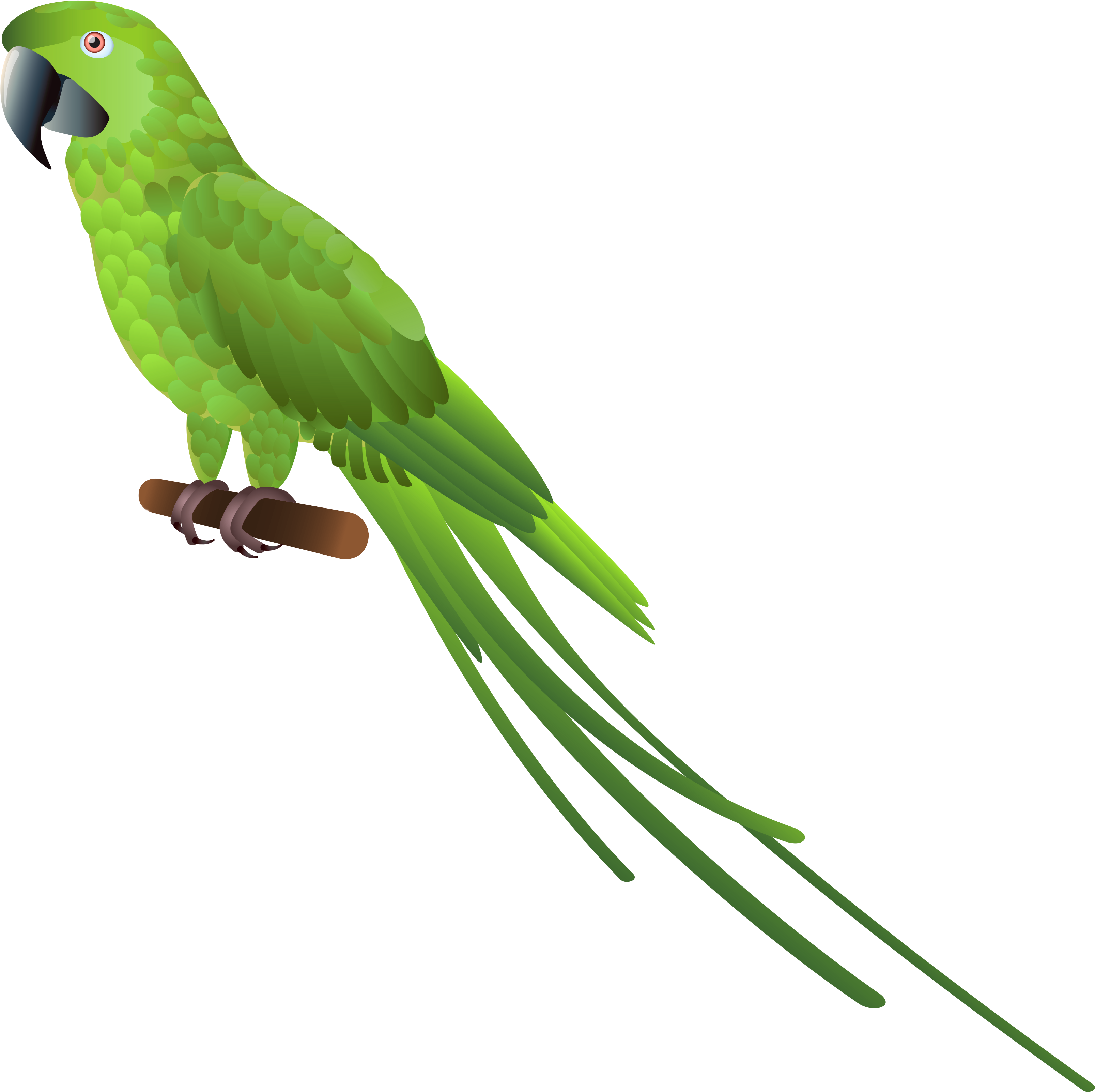 Green Parrot Png Clipart - Green Parrot Png (3324x3290)
