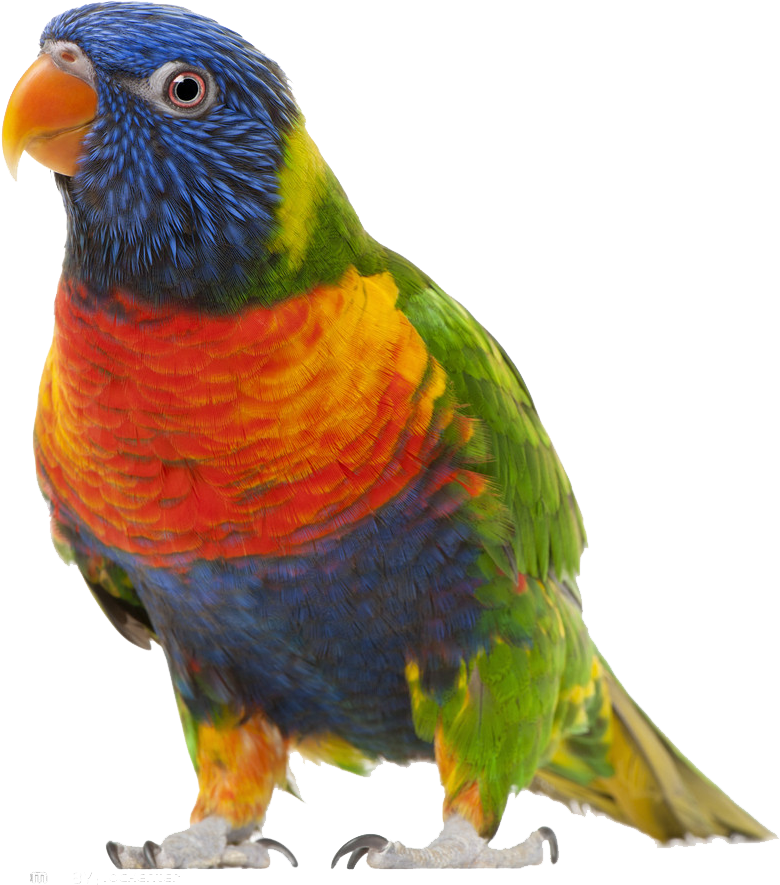 Bird True Parrot Clip Art - Bird True Parrot Clip Art (1024x965)