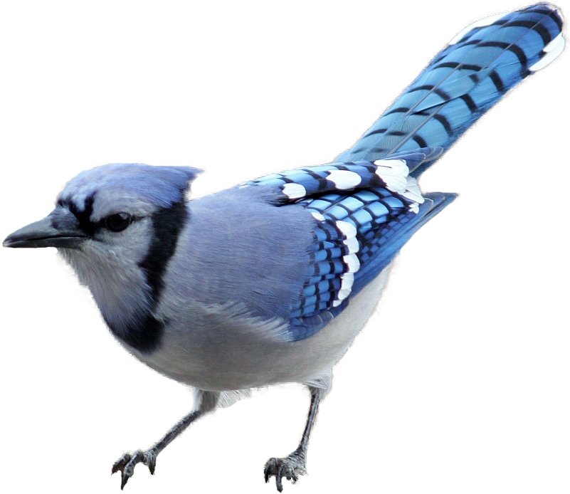 Blue Jay - Blue Jay Bird Transparent (850x708)