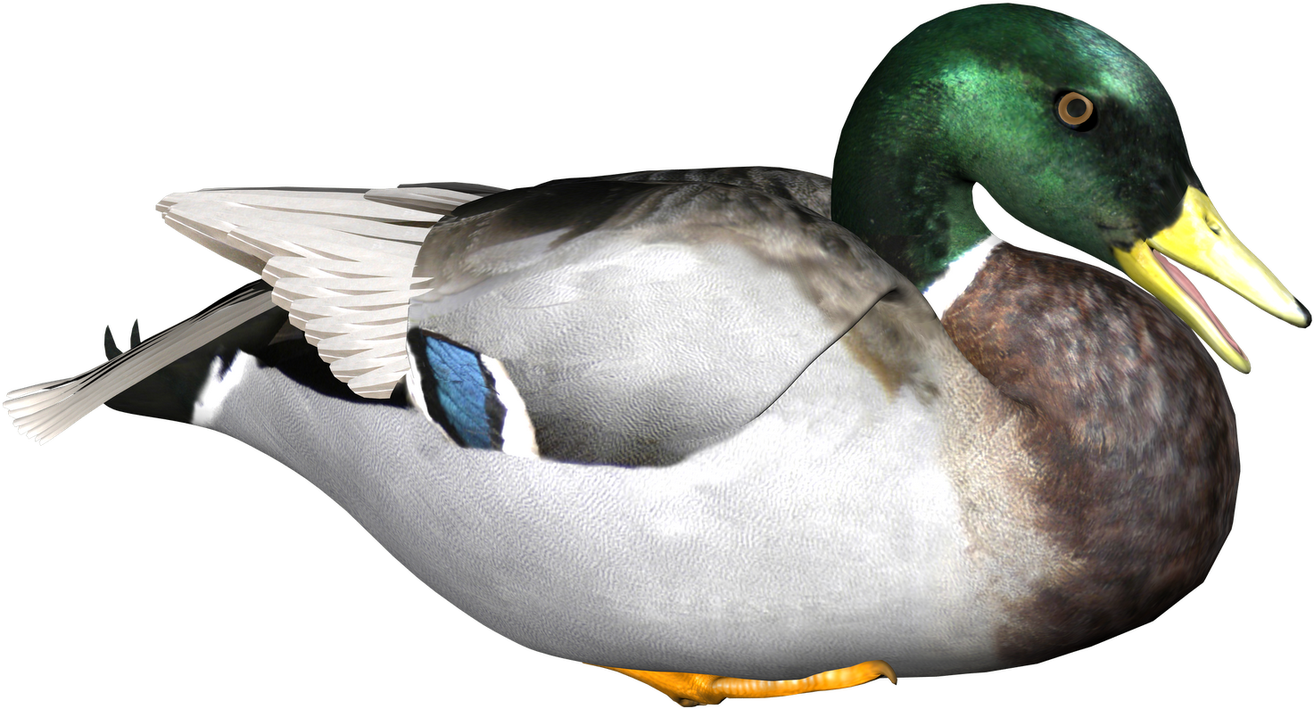 Free Graphics - Duck Png (1600x1131)