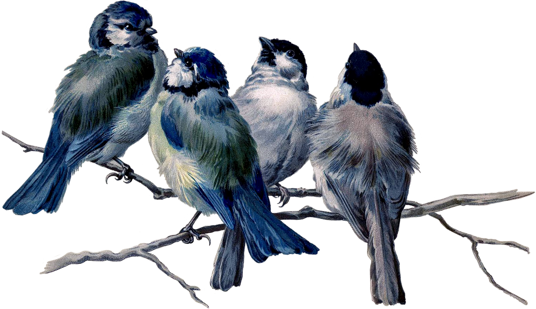Scrapbooking, Collage, Birds, Graphics, Animals, Searching, - Ralph Waldo Emerson Garden Quotes (1800x1037)