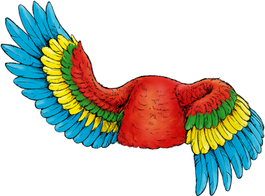 Parrot Clipart Body Part - Macaw (600x280)