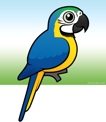 Blue And Yellow Macaw Clipart - Blue And Gold Macaw Clipart (360x414)