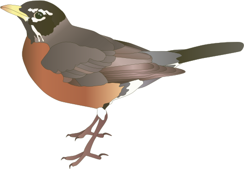 Turdus Migratorius - American Robin Clip Art (501x347)