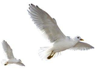 Download For Free Birds Png In High Resolution - Birds Png Photoshop (465x355)