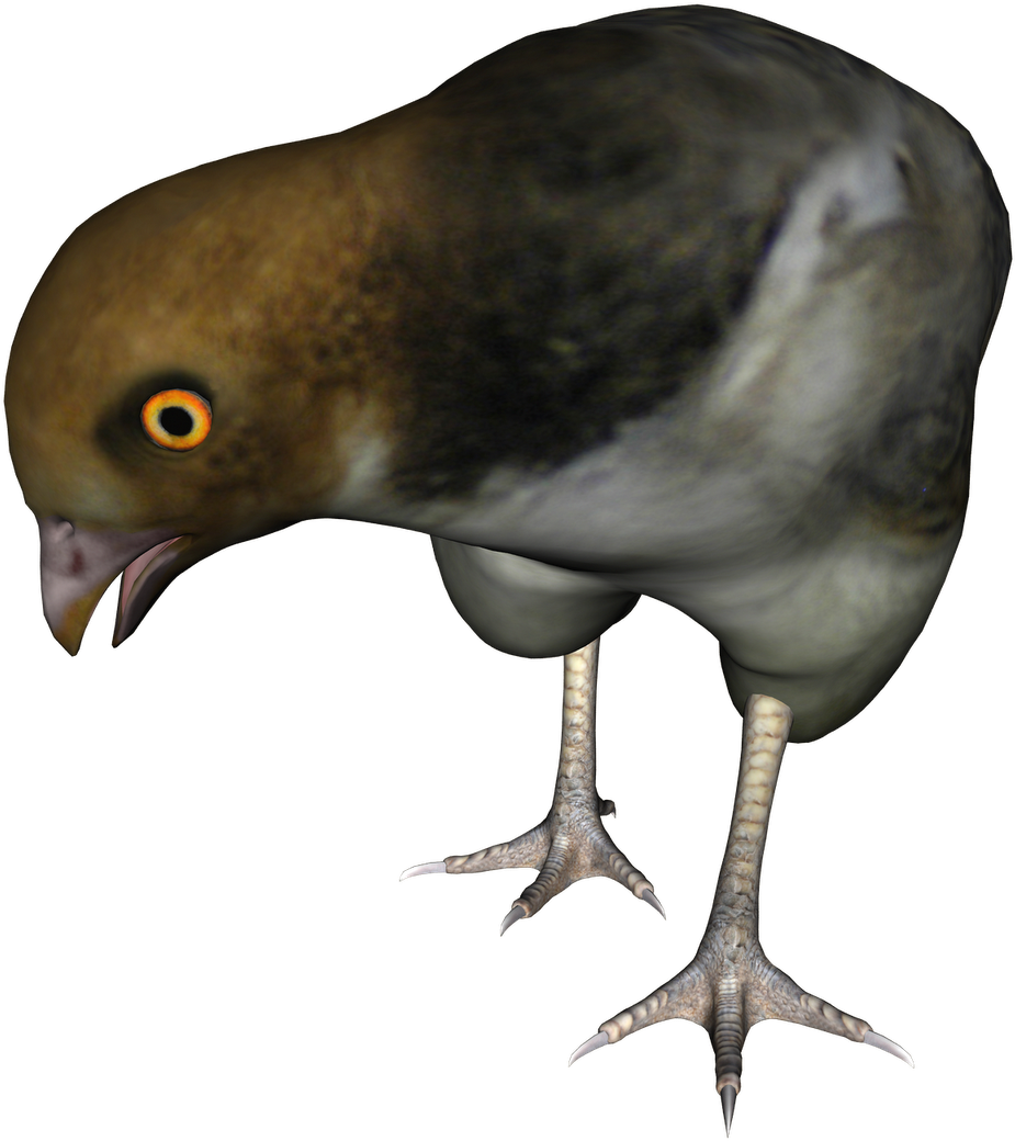 Free High Resolution Graphics And Clip Art - Stock Dove (1600x1131)