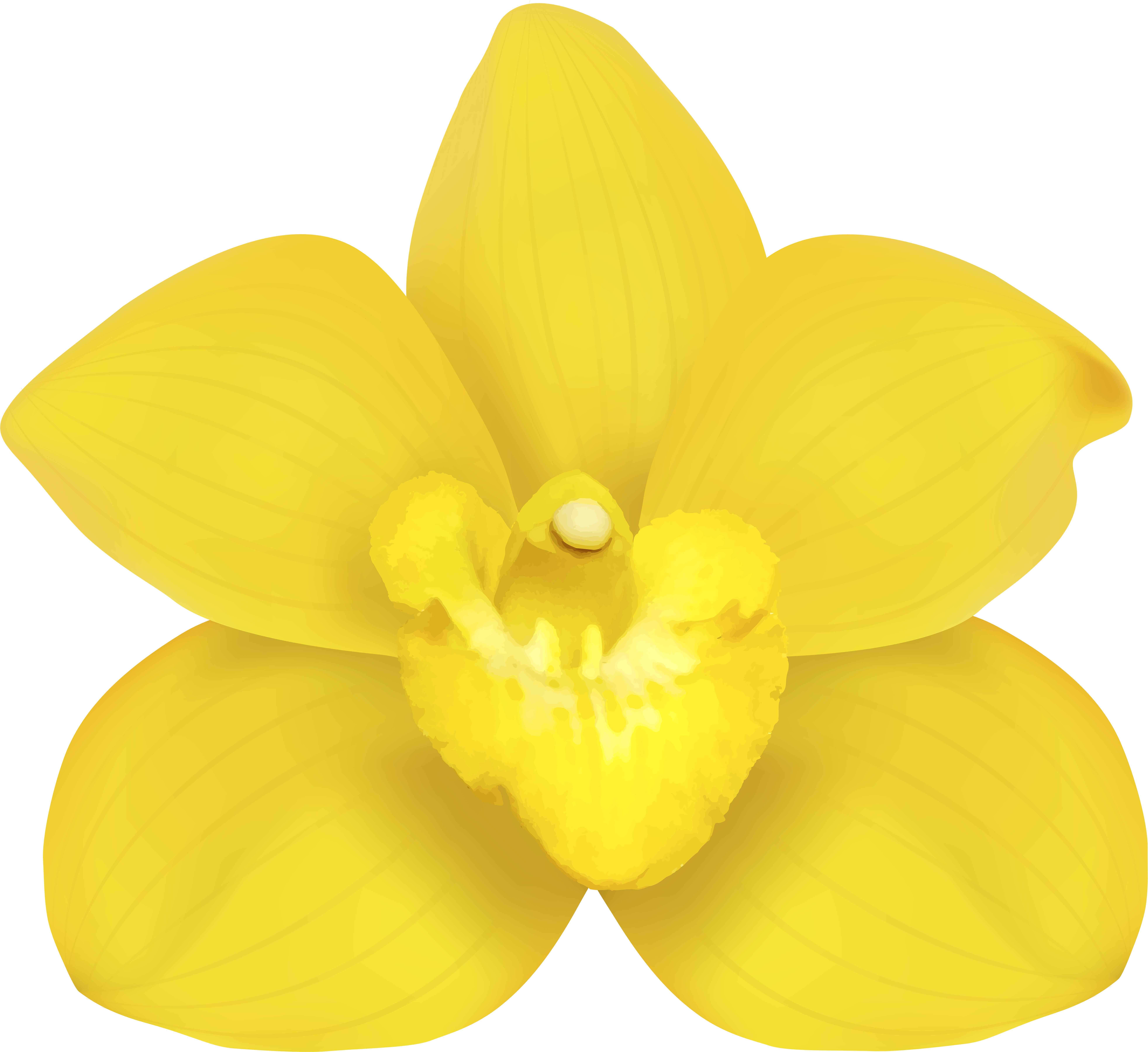 Moth Orchids Narcissus Yellow Petal - Moth Orchids Narcissus Yellow Petal (8000x7270)