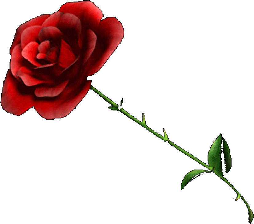 Rose - Red Rose Transparent Background (1068x801)