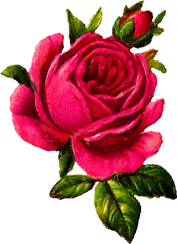 Rose Flower Download Digital - Illustration Png Vintage Rose (414x534)