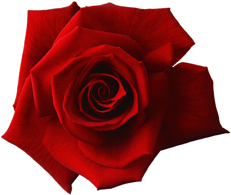 Red Rose Flower Free Png Transparent Images Free - Red And White Rose Png (960x720)