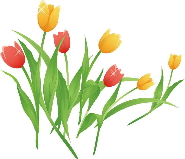 Tulip Cartoon Clip Art - Tulip Cartoon (725x624)
