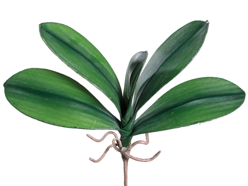 5" Medium Phalaenopsis Orchid Leaf Plant With 5 Leaves - Silk Plants Direct Phalaenopsis Orchid Leaf Plant - (800x800)