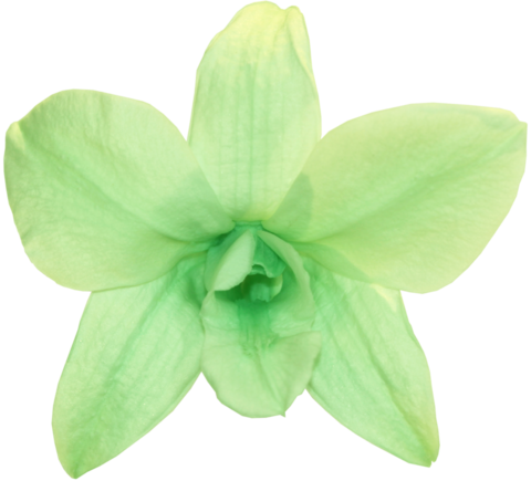 Orchid Dendrobium - Mint Green - Transparent Mint Green Png (480x435)