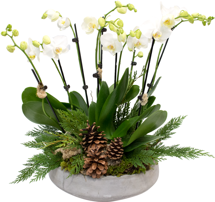 Floral Design Cut Flowers Moth Orchids - Floral Design Cut Flowers Moth Orchids (700x655)