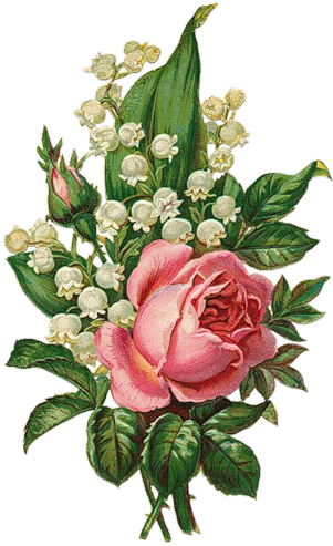 Draw Flowersbotanical Flowersvintage - Lily Of The Valley And Rose (319x500)