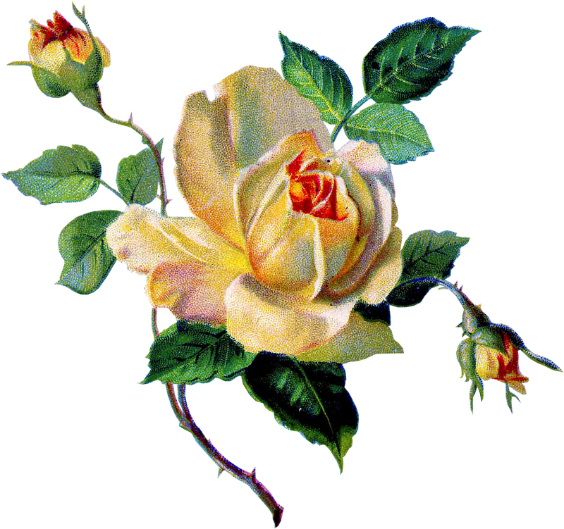 Винтажный Декор Клипарт Без Фона - Yellow Rose Vintage Image Graphicsf Sticker (oval) (800x751)