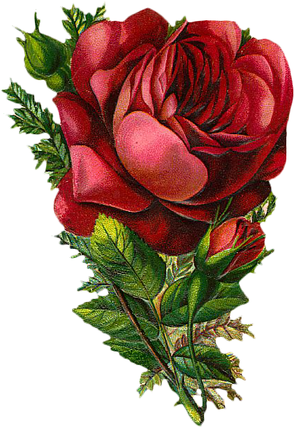Rose Clip Art - Rose Clip Art (500x691)