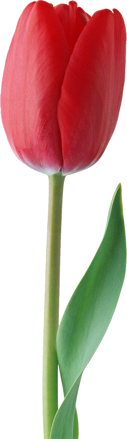 Tulip Png Transparent Tulip - Red Tulip Flower Png (500x1724)