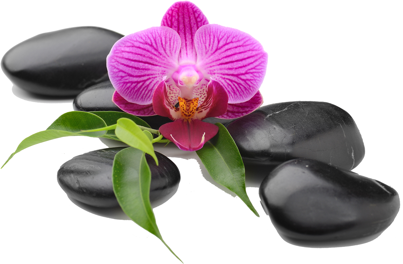 Moth Orchids Die Orchideen Photography Royalty-free - Moth Orchids Die Orchideen Photography Royalty-free (1500x994)