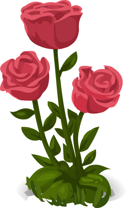 Roses, Pink, Flowers - Dia De La Madres Felicitaciones (443x720)