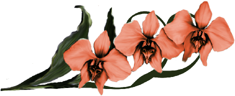 Moon Orchid - Tiger Lily (536x369)