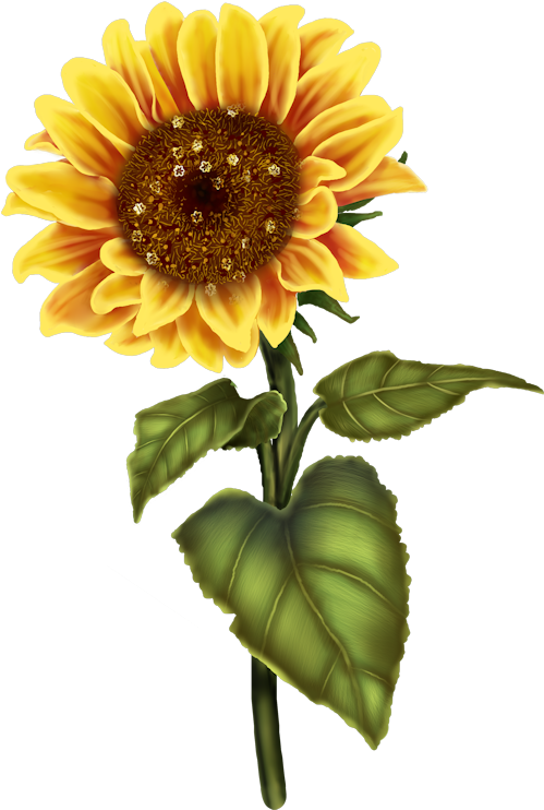 Sunflower (536x794)