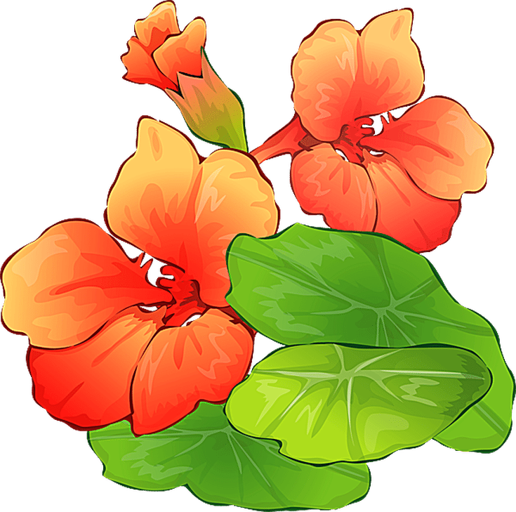 Grab This Free Summer Flower Clip Art - Nasturtium Clipart (735x729)