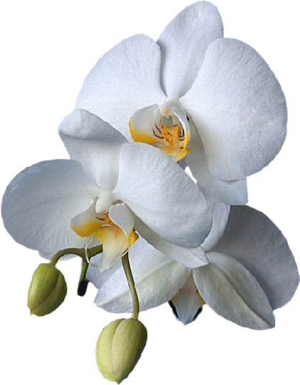Png Клипарт "beautiful Orchids Flower" - Orchidée Png (421x540)