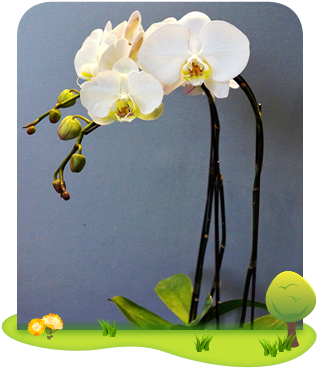 Orchids Continuous Efforts Were Made By The Department - Moth Orchid (316x385)