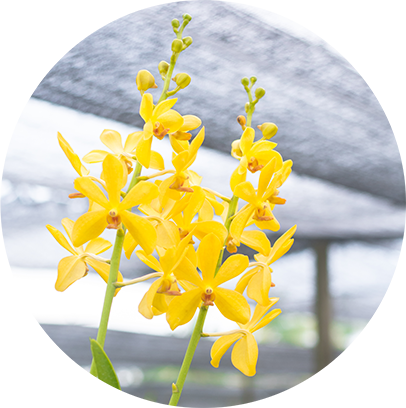 Fumigation (406x408)