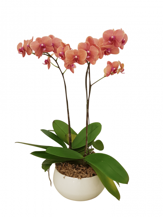 Three Potted Orchids - Orchids (700x700)