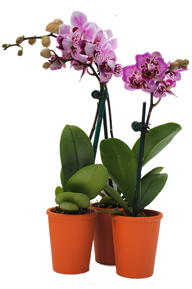 Mini Orchids Are Back - Moth Orchid (400x578)