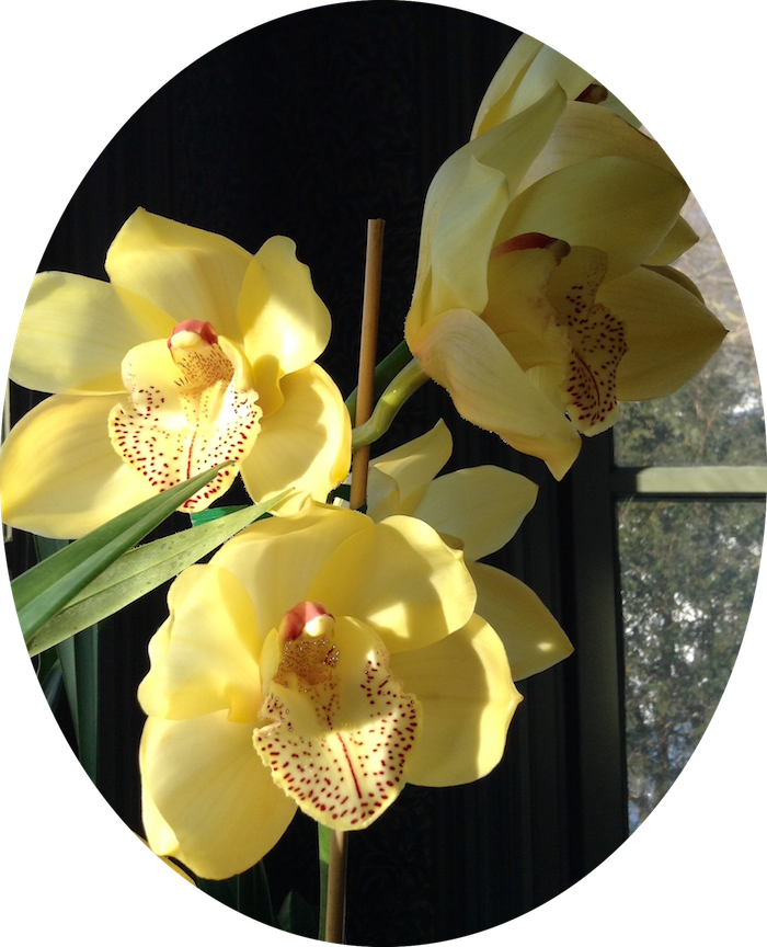 Brian Bought Me Two Gorgeous Cymbidium Orchid Plants - Artificial Flower (700x864)