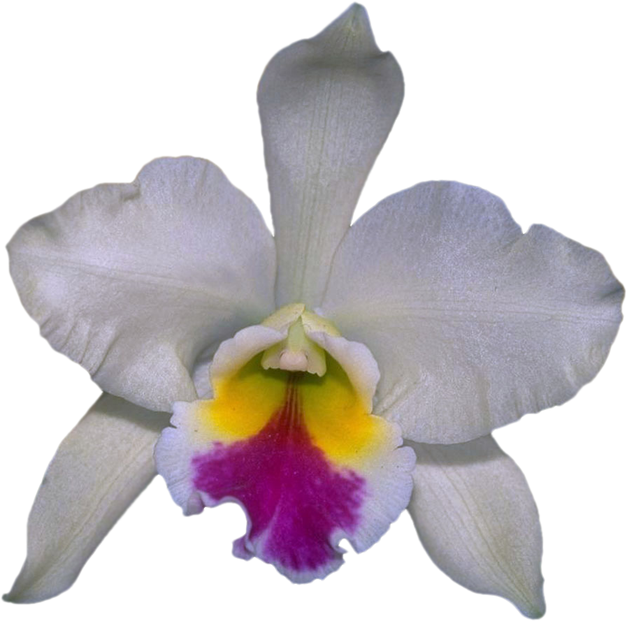 Png Клипарт "beautiful Orchids Flower" - Cattleya Labiata (897x889)