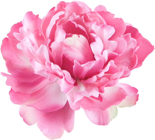 Peony Pink Flowers Kulvase Paeonia Lactiflora - Single Flower White Background (960x688)