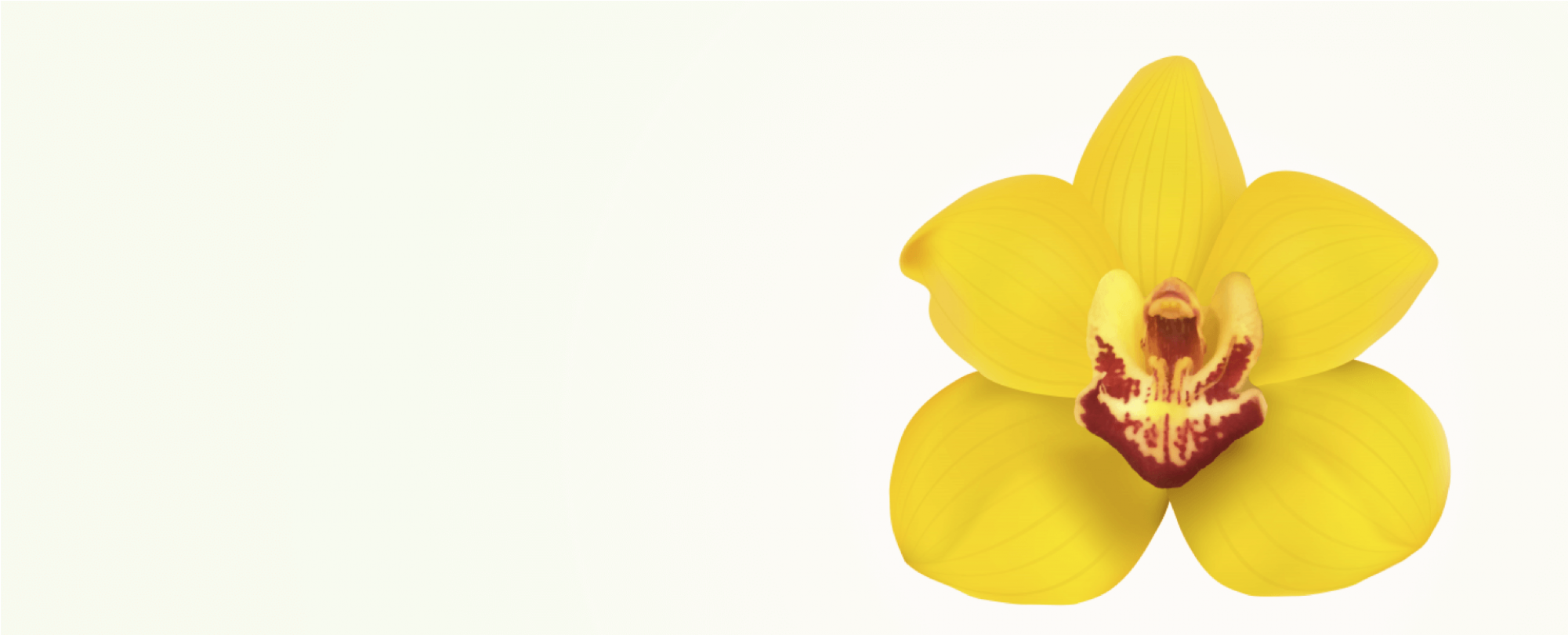 Moth Orchids Desktop Wallpaper Close-up Computer Wallpaper - Clip Art (2000x1000)