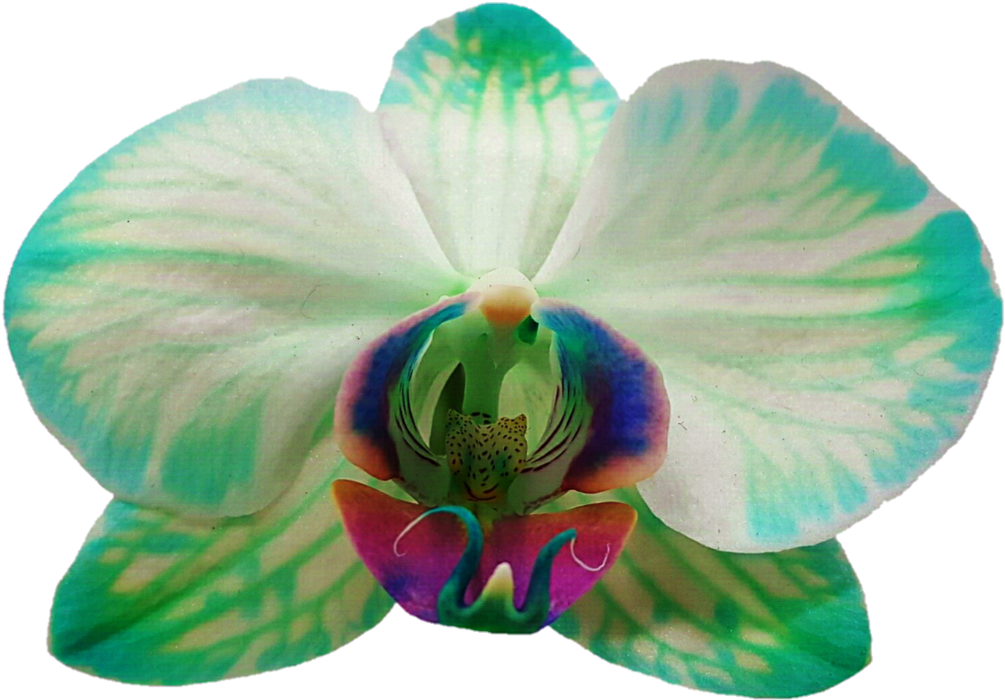 Moth Orchids Photography Petal Flower - Moth Orchids Photography Petal Flower (1024x730)