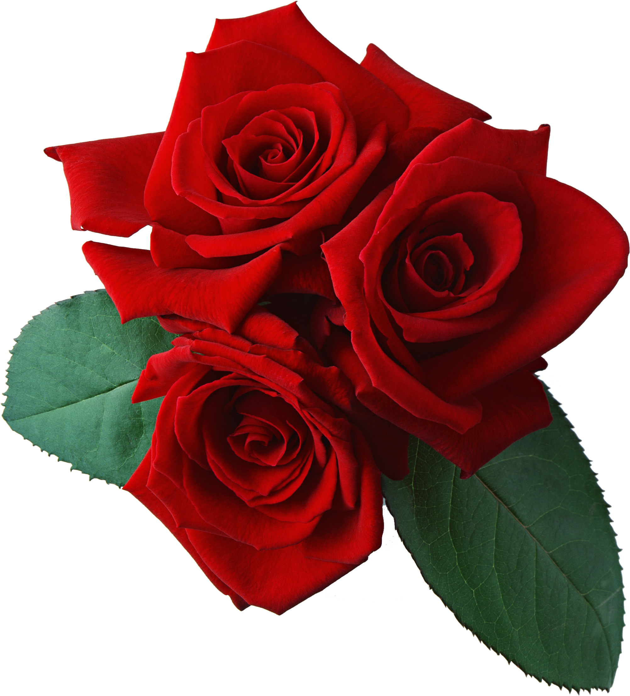 Rose Png644 - Flower With Transparent Background (2094x2280)