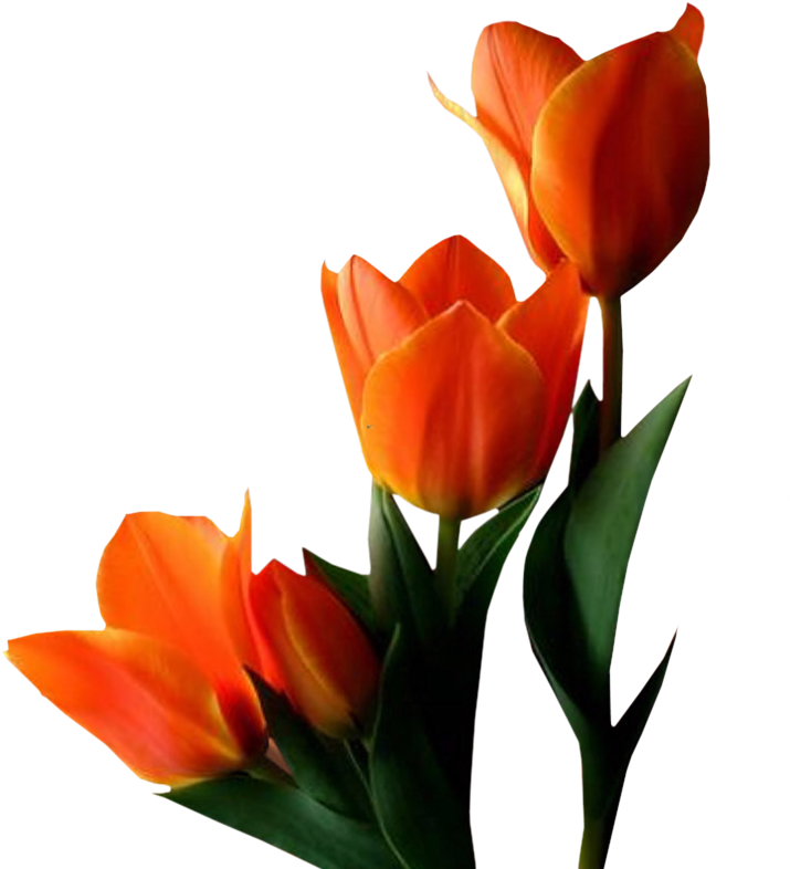 Animated Flowers Clip Art Clip Art Flowers Animation - Orange Tulip No Background (765x800)