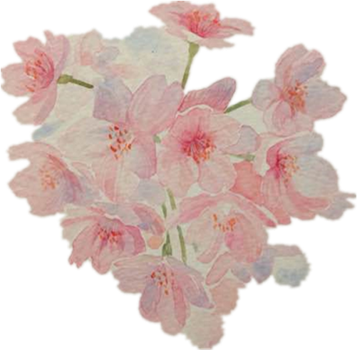 Cherry Blossom Pink Floral Design - Cherry Blossom Pink Floral Design (500x666)
