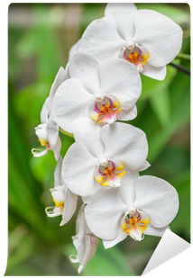 White Orchid (400x400)