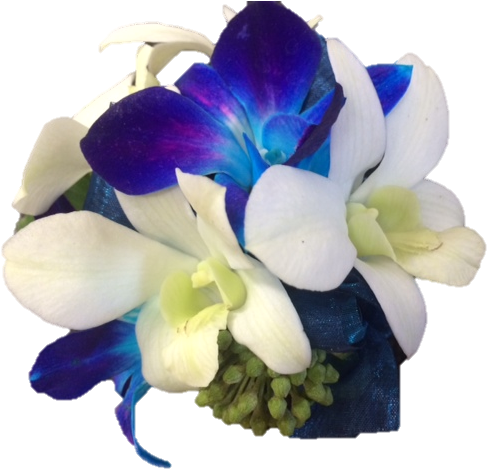 Blue & White Orchid Wrist Corsage - Blue Orchid Transparent (514x480)