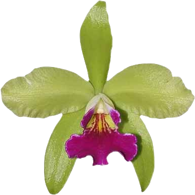 Net Interesting - Cattleya Elongata (500x500)
