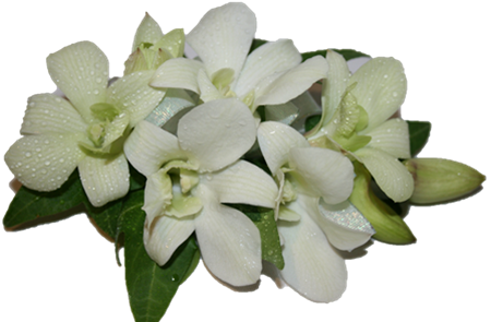 Picture Of Fresh White Orchid Corsage - Orchid White In Corsage (450x295)
