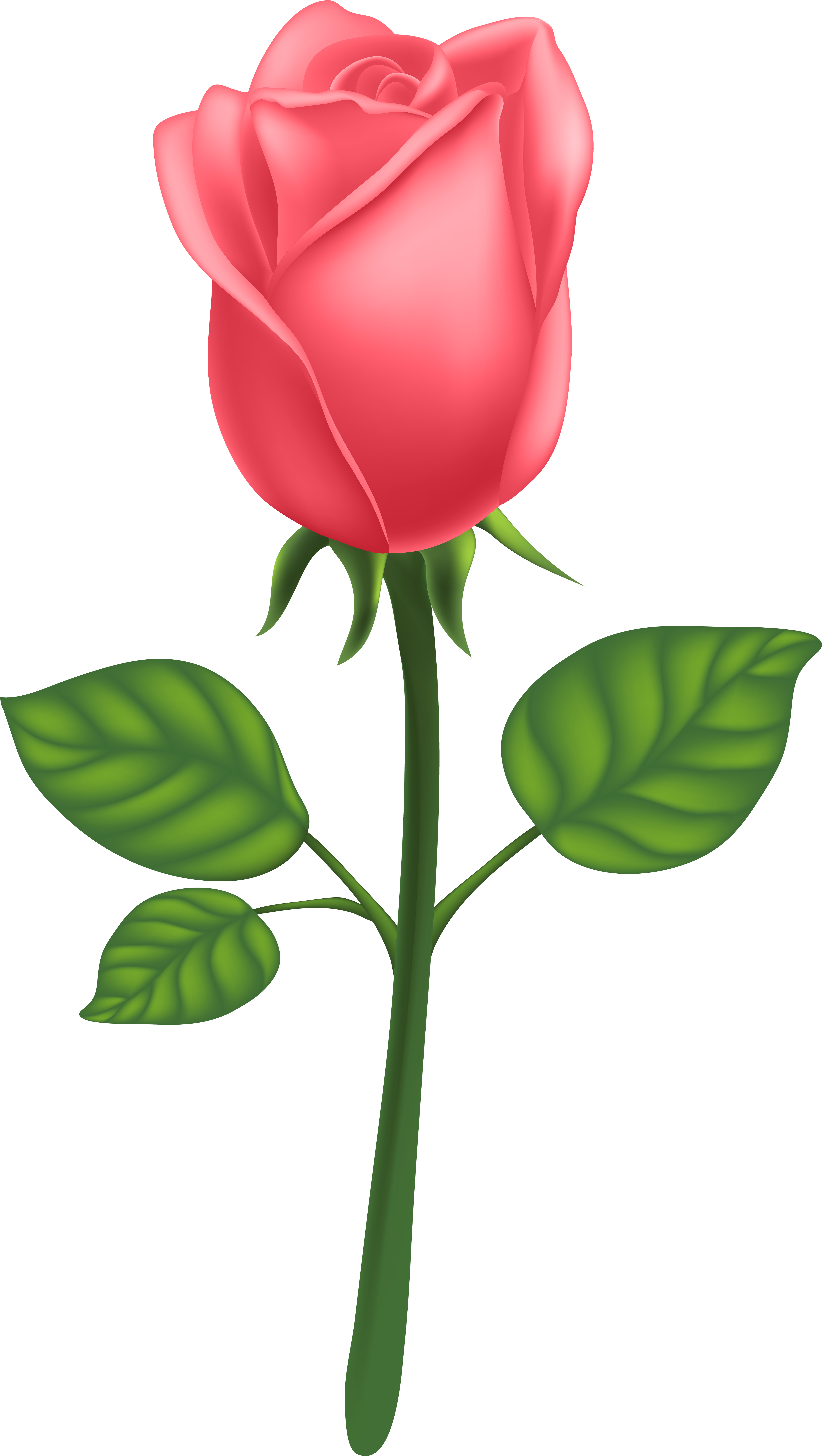 Garden Roses Centifolia Roses Petal Leaf Clip Art - Garden Roses Centifolia Roses Petal Leaf Clip Art (4546x8000)
